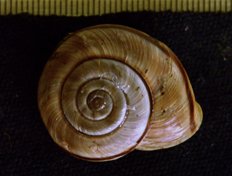 Chilostoma cingulatum di Avezzano